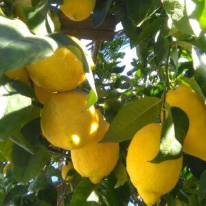 AmalfiTourGuide_Amalfi_MicheleAmendola_Lemons